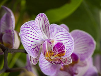 Вишукана і стильна орхідея Phalaenopsis