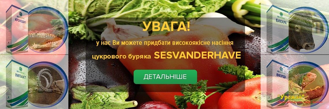 Цукровий буряк SesVanderhave