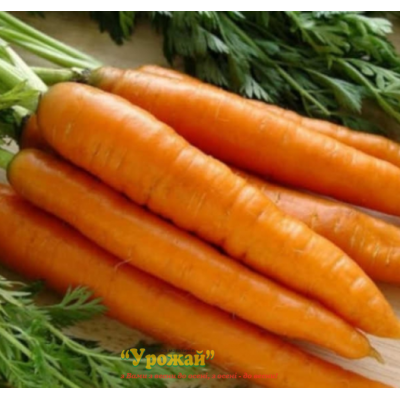 Семена морковь столовая Свитшан, кг