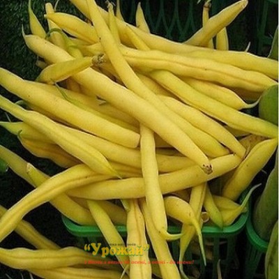 Семена фасоль спаржевая кустовая желтая Сонеста F1, кг