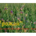 Насіння люцерна, кг