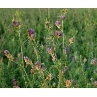 Семена люцерны, кг