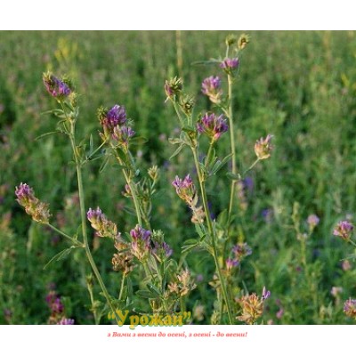 Семена люцерны, кг