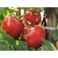Семена томат Волгоградский 5/95, кг