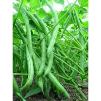 Семена фасоль спаржевая кустовая зеленая Поп Топ, кг