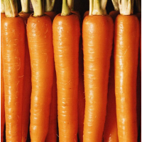 Семена морковь столовая Кораль, кг