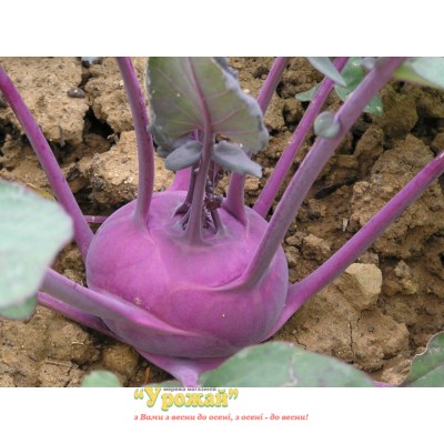 Семена капуста кольраби Пурпурная, кг