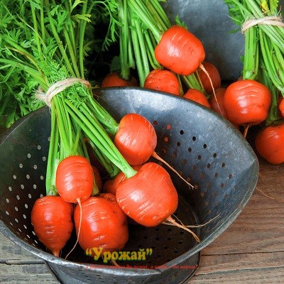 Семена морковь столовая Париж Маркет, кг