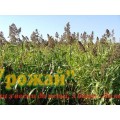 Семена суданская трава, кг