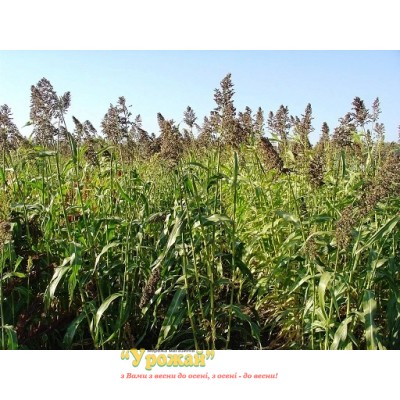 Насіння суданська трава, кг