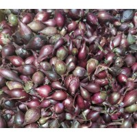 Цибуля сіянка червона Ред Барон (фракція 8-16 мм), сітка 10 кг