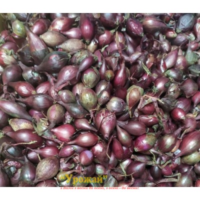 Цибуля сіянка червона Ред Барон (фракція 8-16 мм), сітка 10 кг