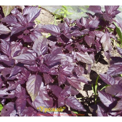 Семена пряные Базилик фиолетовый Опал, кг