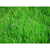 Насіння трава газонна Декоративний газон (UKR), кг