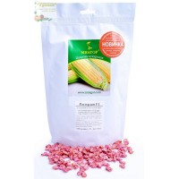 Семена кукуруза сахарная Роттердам F1, 1000 семян