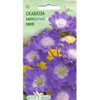 Семена цветы Скабиоза кавказская синяя, 10 семян
