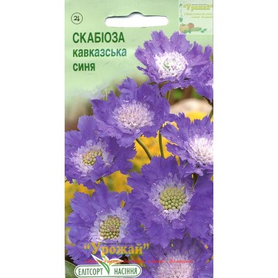 Семена цветы Скабиоза кавказская синяя, 10 семян