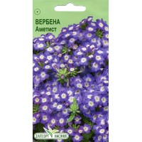 Семена цветы Вербена Аметист, 0,1 г
