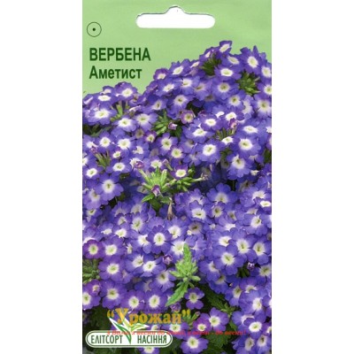 Семена цветы Вербена Аметист, 0,1 г