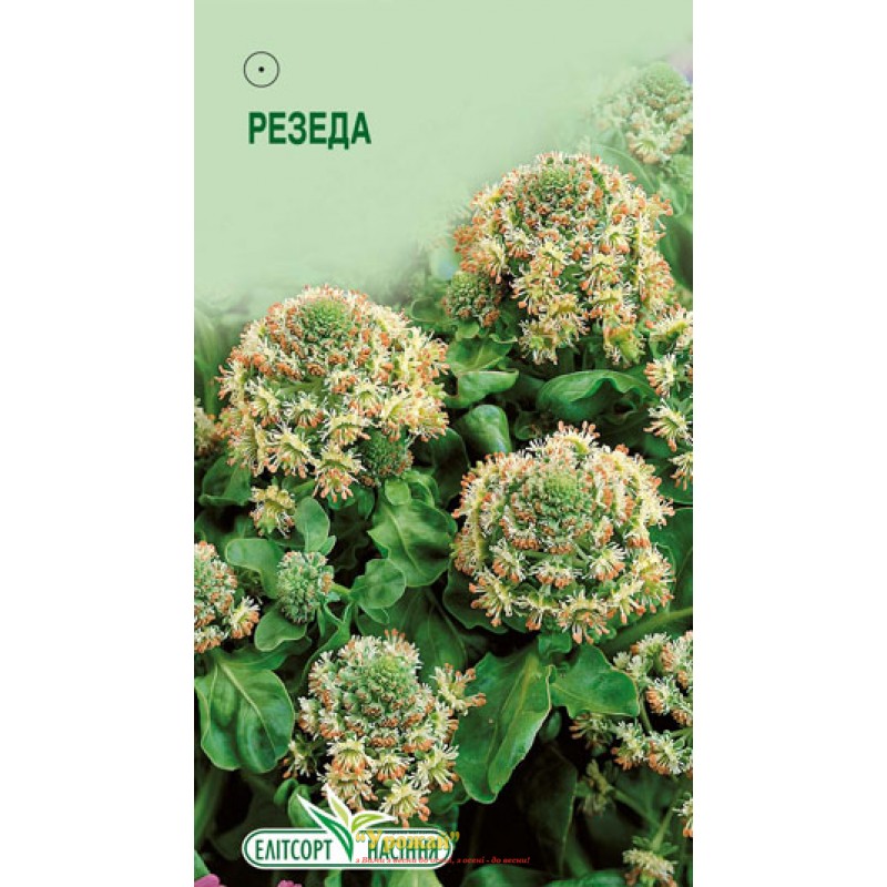 Резеда читать. Семена Резеда душистая. Резеда Хавская душистая Гавриш. Резеда цветок семена. Резеда душистая красно-розовая.