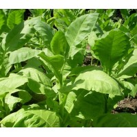 Семена пряные Табак махорочный Виктория, кг