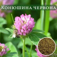 Семена клевер красный кг