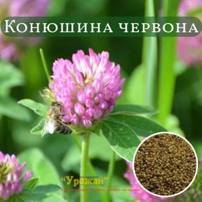 Семена клевер красный кг