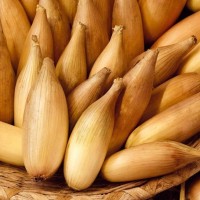 Насіння цибуля сіянка довга Амфора сітка 10 кілограм фракція 8-21 мм 