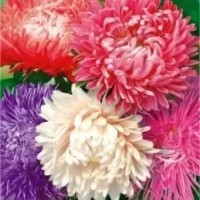 Семена "Астра Калифорнийские гиганты смесь*, кг