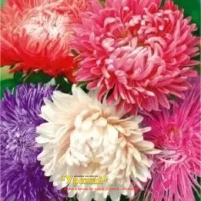 Семена "Астра Калифорнийские гиганты смесь*, кг