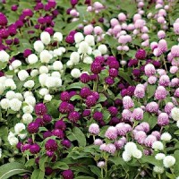 Семена Гомфрена Глобоза смесь, кг